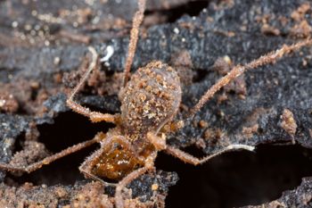 Media type: image;   Invertebrate Zoology 138139